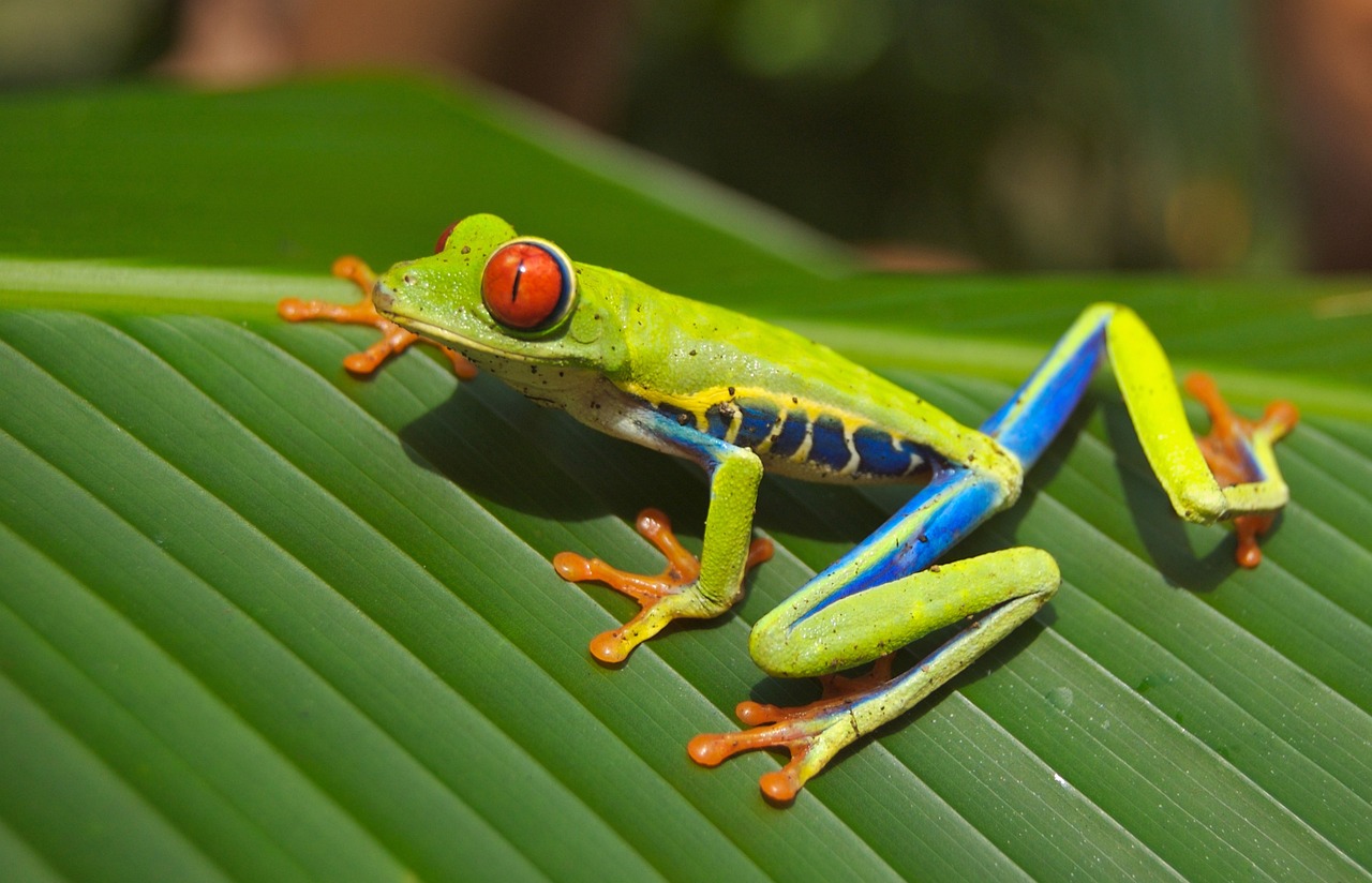 frog-gbaf468cc5_1280